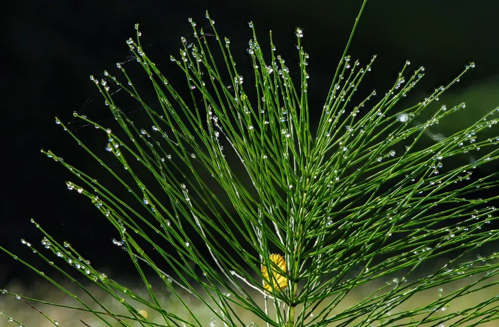 Jak stosować skrzyp polny na włosy? Skuteczne metody