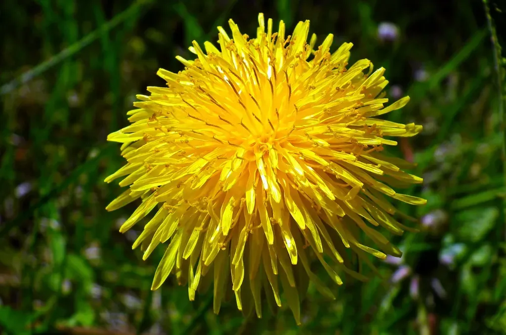 Jak zrobić syrop z mniszka lekarskiego? Przepis i korzyści