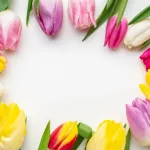 tulipany w różnych kolorach 